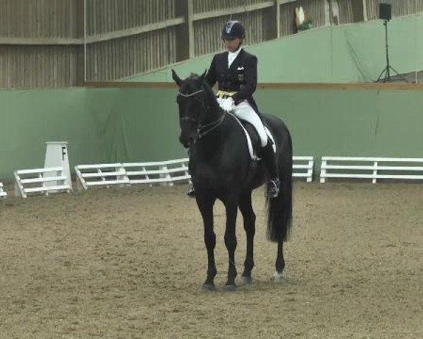 dressage horse Rezeptor (Hanoverian, 2004, from Rosentau)
