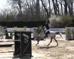 jumper Alcalar (Little German Riding Horse, 2007, from Armitage)