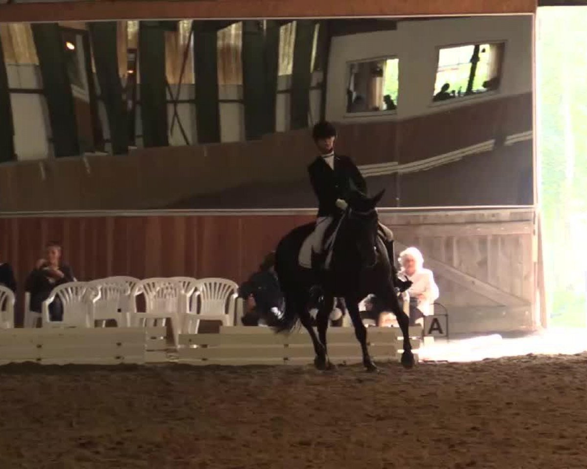 stallion Dacapo (German Riding Pony, 1999, from Dino B)