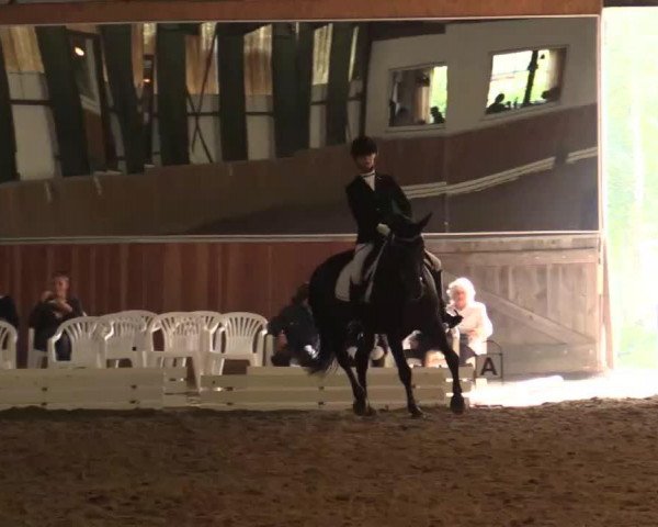 Deckhengst Dacapo (Deutsches Reitpony, 1999, von Dino B)