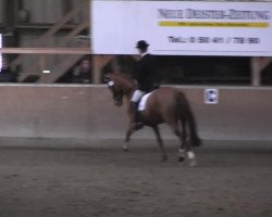 broodmare Rochelle K (Hanoverian, 2007, from Royal Blend)