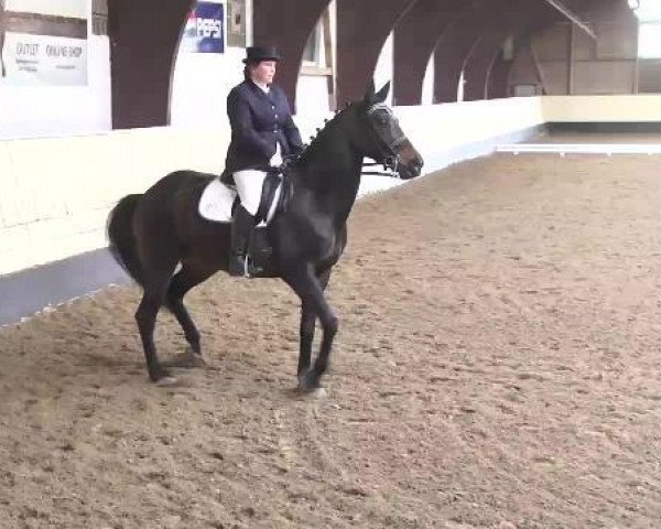 dressage horse Miss Donnerfee (Bavarian, 2006, from Donnersmarck) dressage horse Miss Donnerfee (Bavarian, 2006, from Donnersmarck)