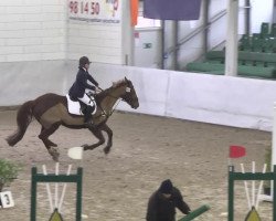 broodmare Amira 130 (Zweibrücken, 1999, from Almati)