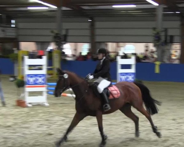 jumper Layna Shane (Oldenburg, 2004, from Lapis Lazuli)