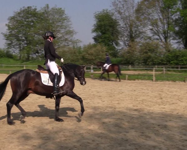 Reitturnier Laer 2021