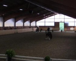dressage horse Lamour 96 (Oldenburg, 2005, from Licotus)