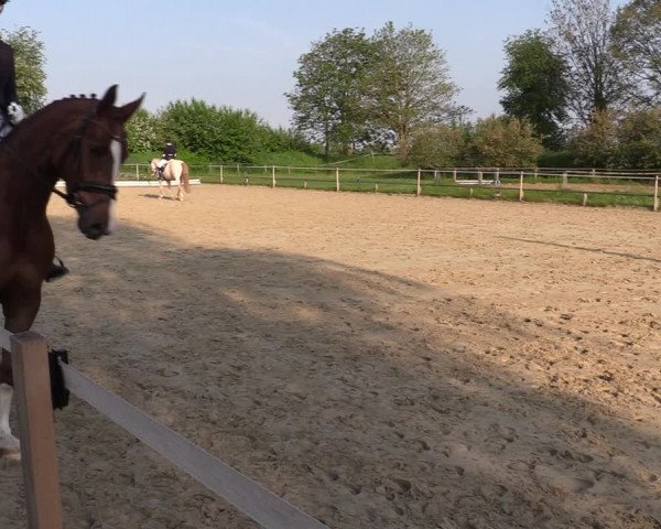Reitturnier Laer 2021
