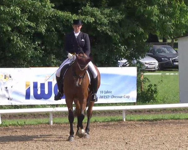 dressage horse D'Artagnan (Bavarian, 2002, from Bmc Don Cardinale)