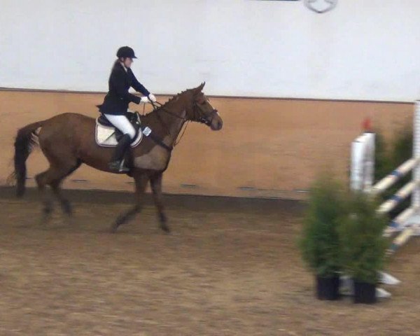 jumper Pole Position 22 (Hanoverian, 1999, from Painter's Row xx)