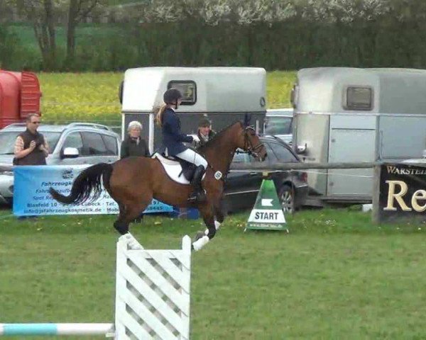 jumper Saina (Holsteiner, 2002, from Limbus)