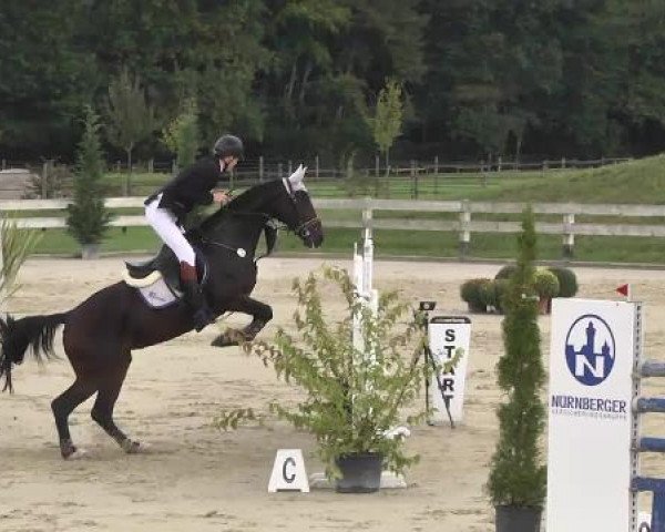 jumper Queenie 13 (Württemberger, 2003, from Qantas de L)