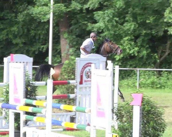 jumper Paquita 34 (Württemberger, 2000, from Pik Junior)