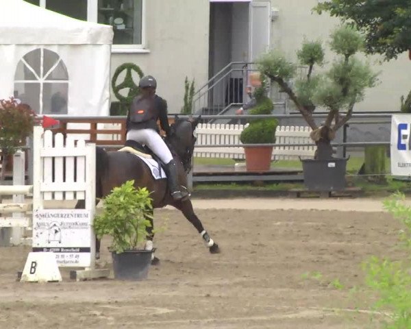 horse Rien ne vas plus (German Sport Horse, 2004, from Royal Olymp 142 FIN)