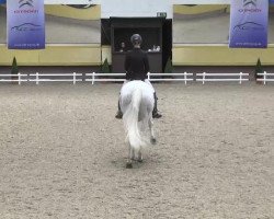 dressage horse Sans Souci 24 (Oldenburg, 2004, from Sunny-Boy)