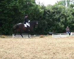 jumper Shakiro 10 (Westphalian, 2005, from Sir Bedo)