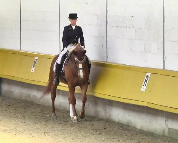 dressage horse Walesco 164 (Hanoverian, 2001, from Welser)