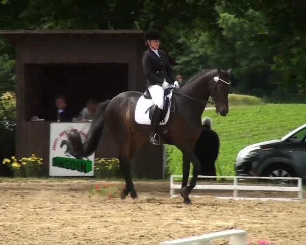 dressage horse Ranjano (Westphalian, 2006, from Real Diamond)