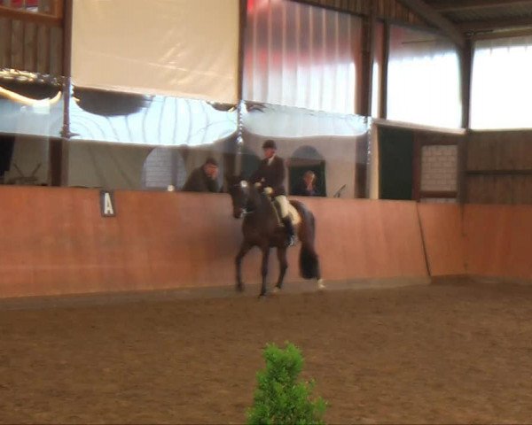 Dressurpferd Renette 16 (Westfale, 2005, von Real Diamond)