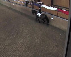 broodmare Aljana (German Warmblood, 2005, from All in One)