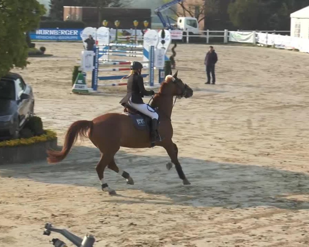 Cavallo da salto Sonique 3 (Westfale, 1999, di Poet)