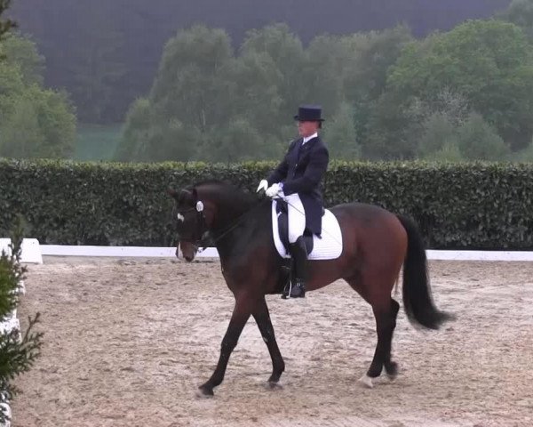 Dressurpferd Donvoi (Brandenburger, 2001, von Donjour)