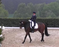 Dressurpferd Donvoi (Brandenburger, 2001, von Donjour)