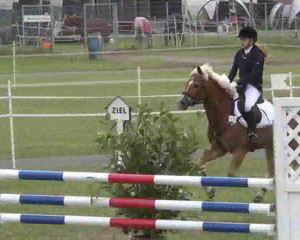 jumper Phuket (German Riding Pony, 2001, from Playboy)