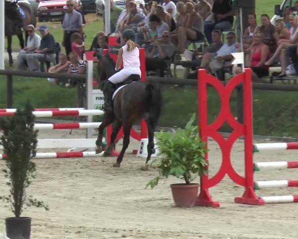Springpferd Vagabund (Deutsches Reitpony, 1998, von Vulkan)