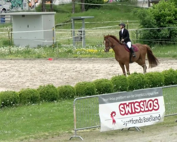 Reitturnier Basel Schänzli 2021
