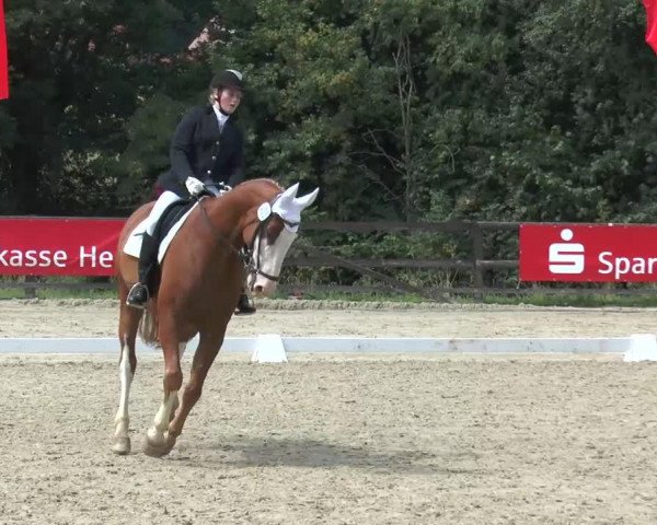 jumper Velvet Vivien (German Riding Pony, 2005, from Veivel R)