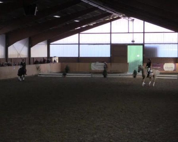 dressage horse Valentino 229 (German Riding Pony, 2001, from Voyage)