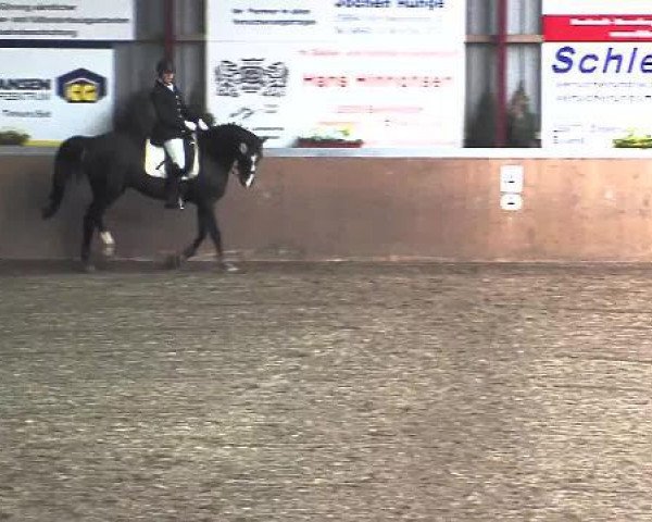 dressage horse Piccolino C (German Warmblood, 2001, from Camaro)