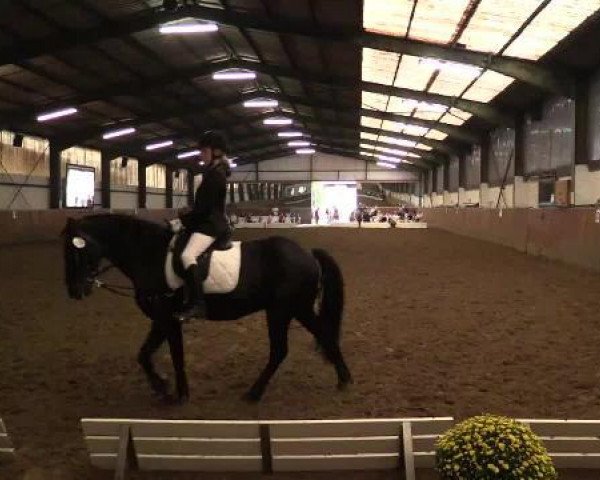dressage horse Silla (Hanoverian, 1993, from Singular Joter)