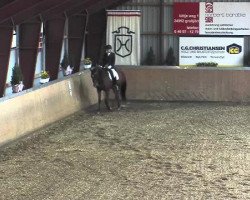 dressage horse Dazzle (KWPN (Royal Dutch Sporthorse), 2008, from Vic)