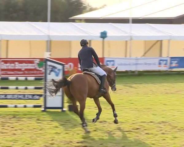 jumper Perdono (Hanoverian, 2002, from Perpignon)