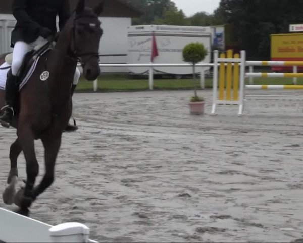 jumper Paul 624 (Hanoverian, 2004, from Perpignon)