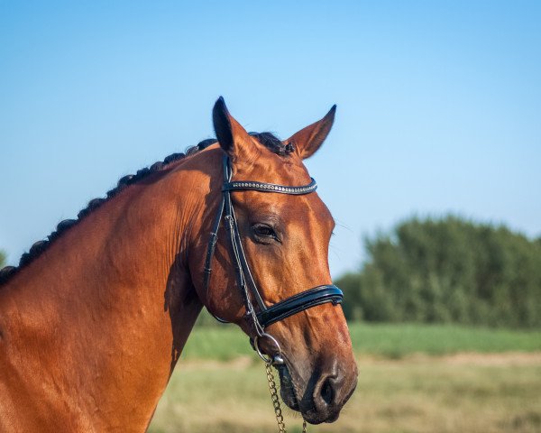 horse Collin 37 (Holsteiner, 2001, from Concept)