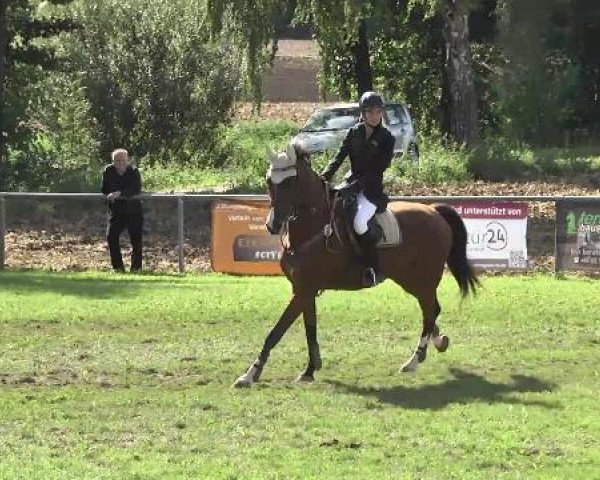 Springpferd Carlson KC (Hannoveraner, 2002, von Charon)