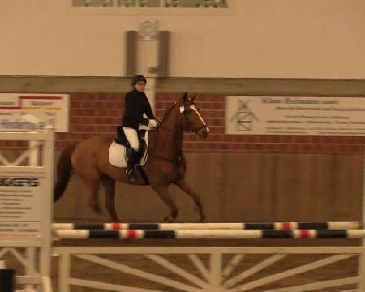 Jumper Carlos (Hanoverian, 2002, from Charon)