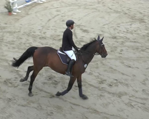 jumper Webmaster (Hanoverian, 2003, from Wind Dancer)