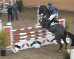 Springpferd Crash Bachl (Holsteiner, 2003, von Classido)