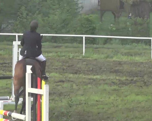 jumper Cinnemon Cree (Holsteiner, 2004, from Classido)