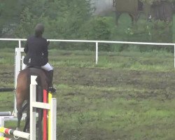 jumper Cinnemon Cree (Holsteiner, 2004, from Classido)