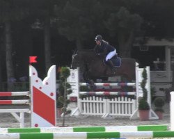 jumper Chica's Little W (Holsteiner, 2006, from Casiro I)