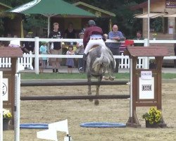 Springpferd Chuck Carti (Holsteiner, 2006, von Cartani 4)