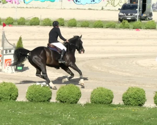 Reitturnier Basel Schänzli 2021