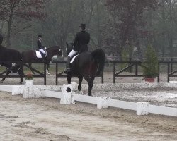 dressage horse Silvio 45 (Westphalian, 1998, from Salamander)