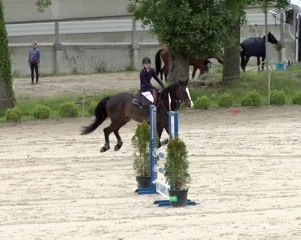 Reitturnier Basel Schänzli 2021