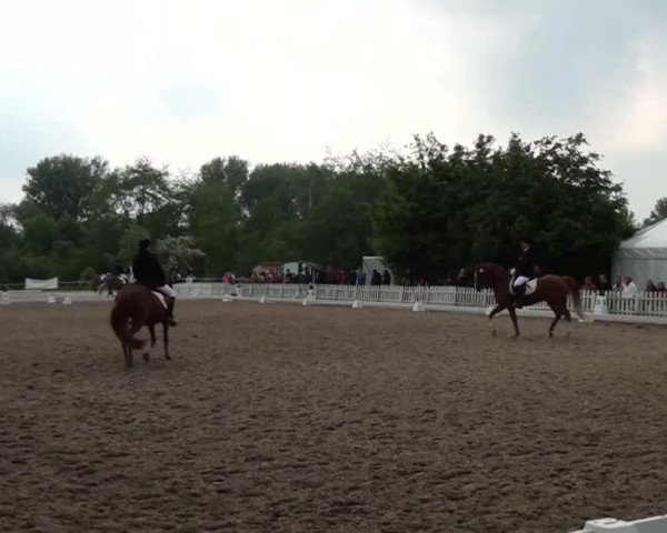 Dressurpferd Colorado Adventure (Deutsches Reitpony, 1998, von Confetti)