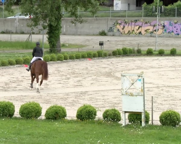 Reitturnier Basel Schänzli 2021